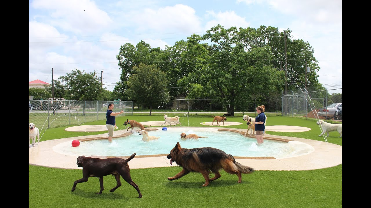 Meadowlake Pet Resort & Training Center- Daycare