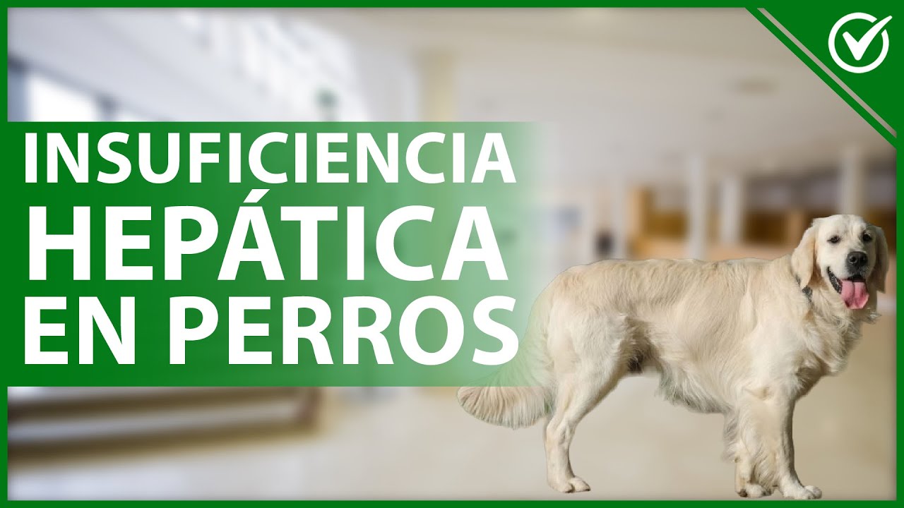 🐶 INSUFICIENCIA HEPÁTICA en PERROS: Causas, síntomas y tratamiento 🐶🤕