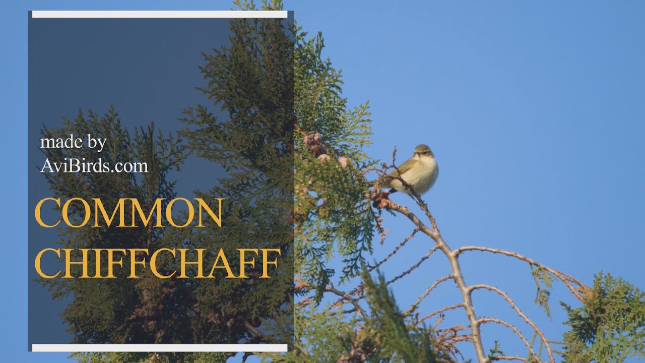 Common Chiffchaff [Phylloscopus Collybita]