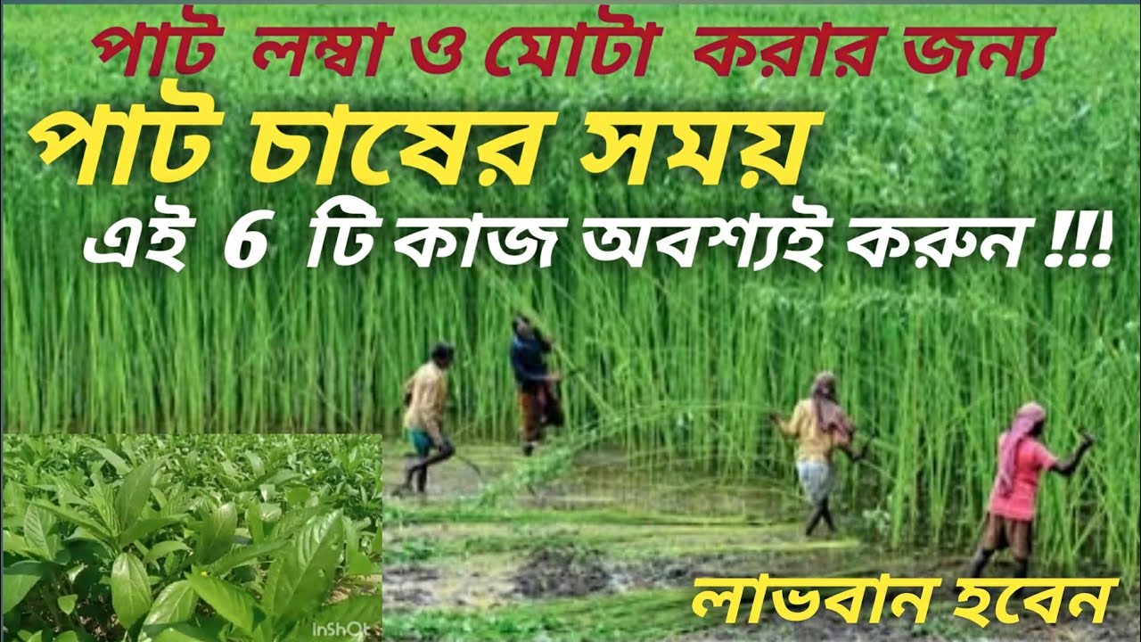 পাট চাষের সময় পাট চাষ করার জন্য অবশ্যই এই 6 টি কাজ করবেন।পাট চাষ পদ্ধতি ।#পাট#পাট চাষ