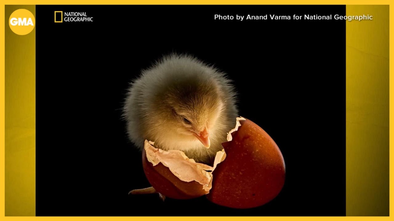 A look at National Geographic's 'Picture of the Year'