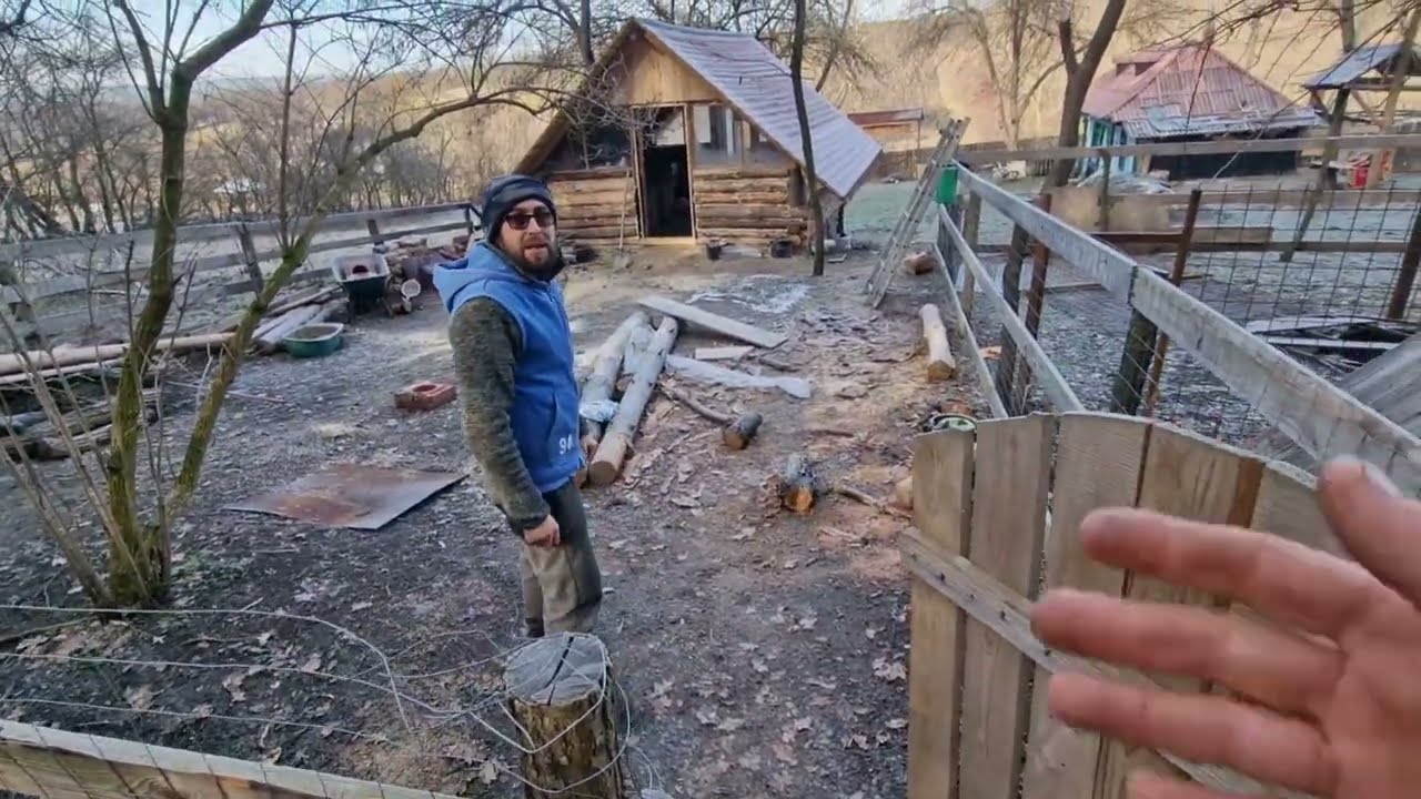 Șacalii au devorat capul de porc din cuptor!