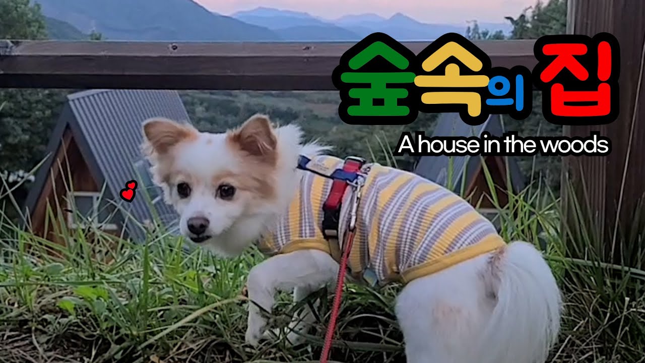 유솔이의 거창여행 숲속의집 ㅣYusol's Geochang Trip: House in the Forest🌳