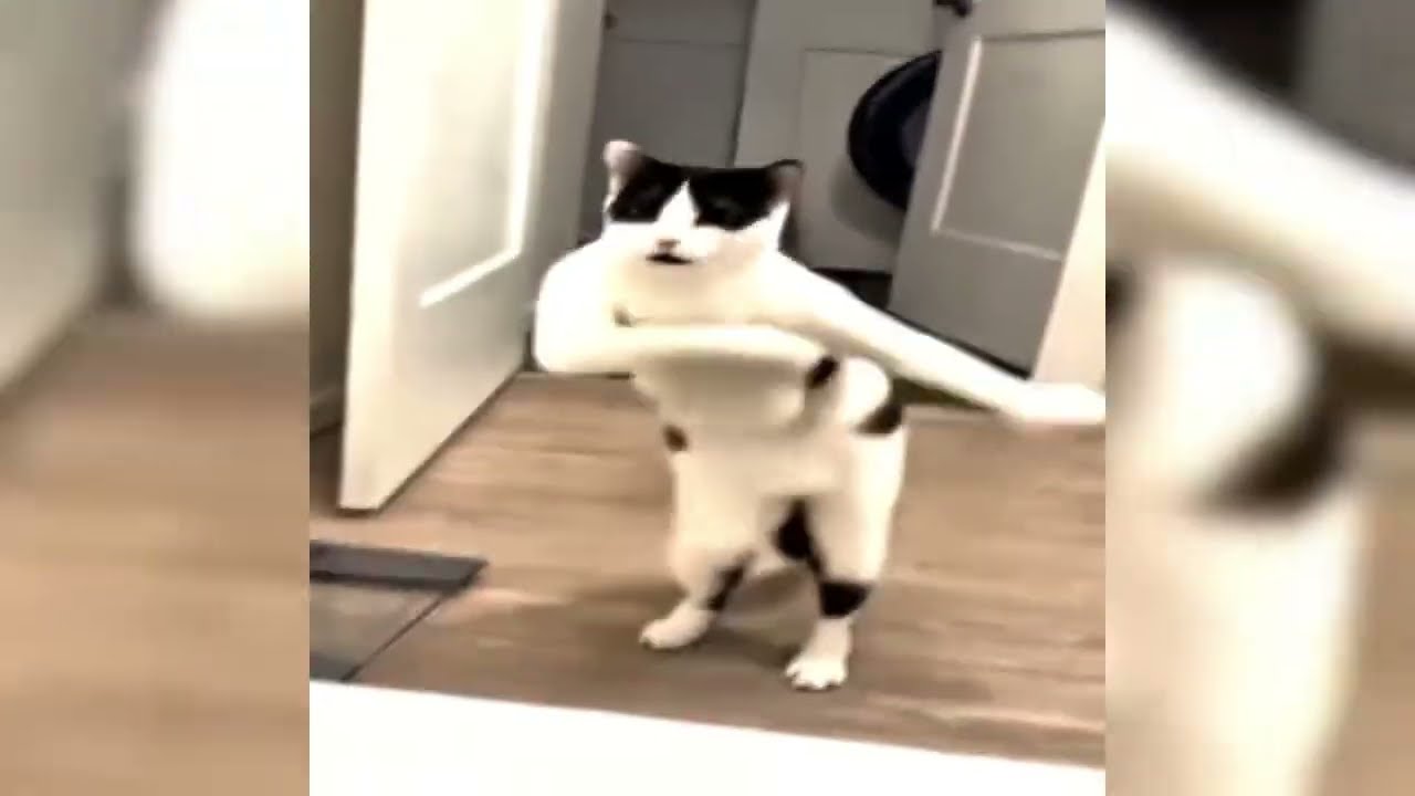 𝙈𝙤𝙣𝙩𝙖𝙜𝙚𝙢 𝙇𝙪𝙣𝙖𝙧 𝙍𝙖𝙡𝙡𝙮 (𝙎𝙡𝙤𝙬𝙚𝙙 𝙩𝙤 𝙋𝙚𝙧𝙛𝙚𝙘𝙩𝙞𝙤𝙣) 𝘾𝙝𝙞𝙣𝙚𝙨𝙚 𝘿𝙖𝙣𝙘𝙚 𝙀𝙙𝙞𝙩 | 𝙘𝙝𝙖𝙜𝙧𝙞𝙣