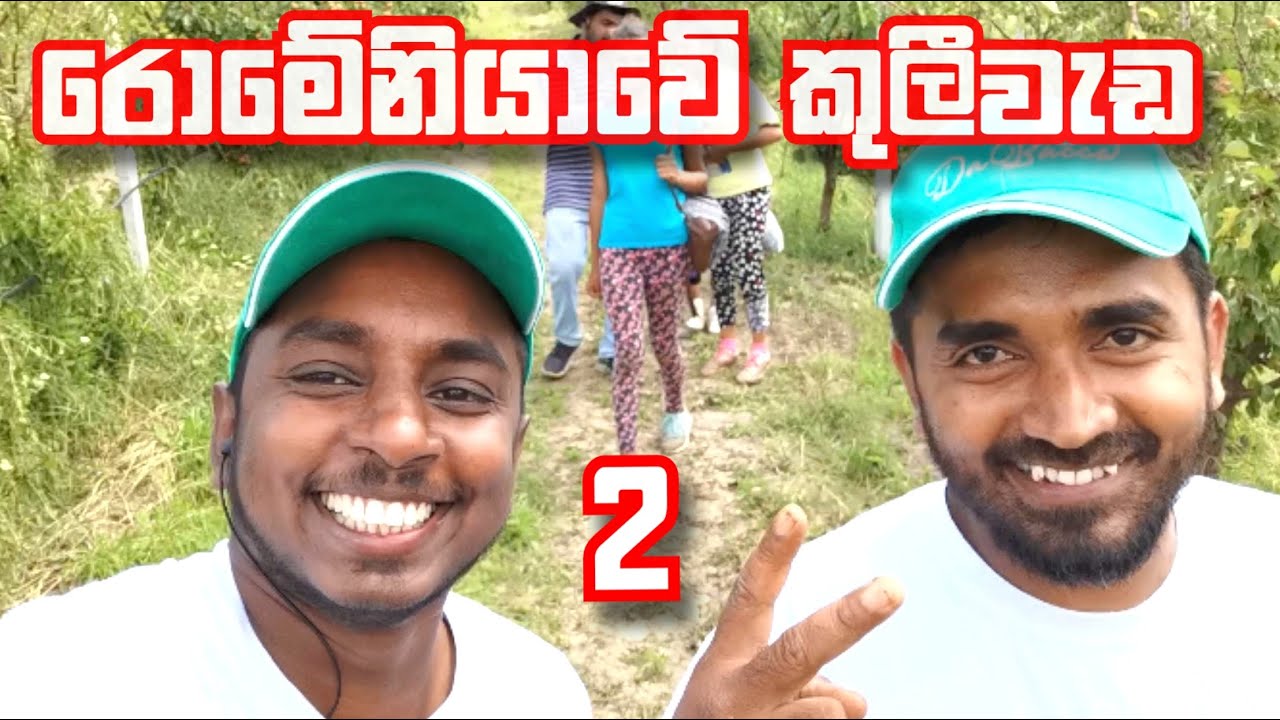 රොමේනියාවේ කුලී වැඩ 2 | A day in the life working at an agriculture farm in Romania