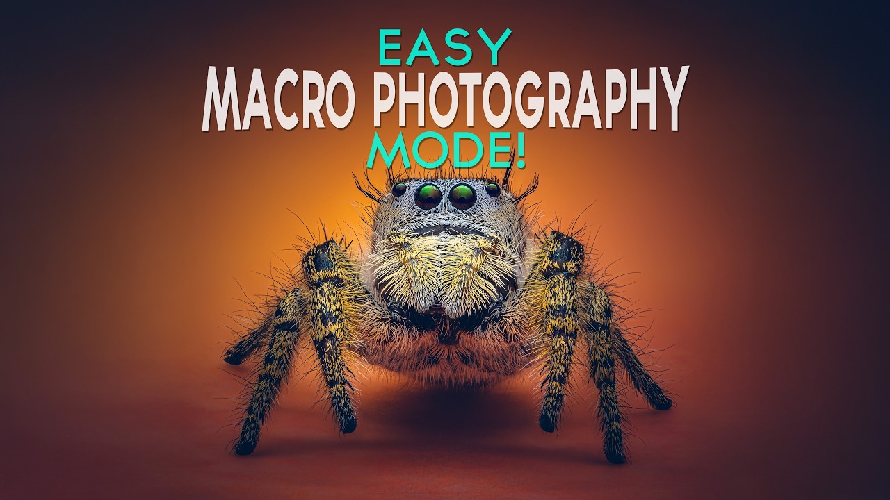 Easy Macro Studio Setup for Stunning Jumping Spider Shots