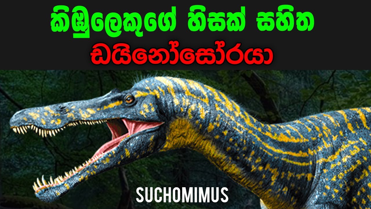 කිඹුලෙකුගේ හිසක් සහිත ඩයිනෝසෝරයා | Suchomimus tenerensis