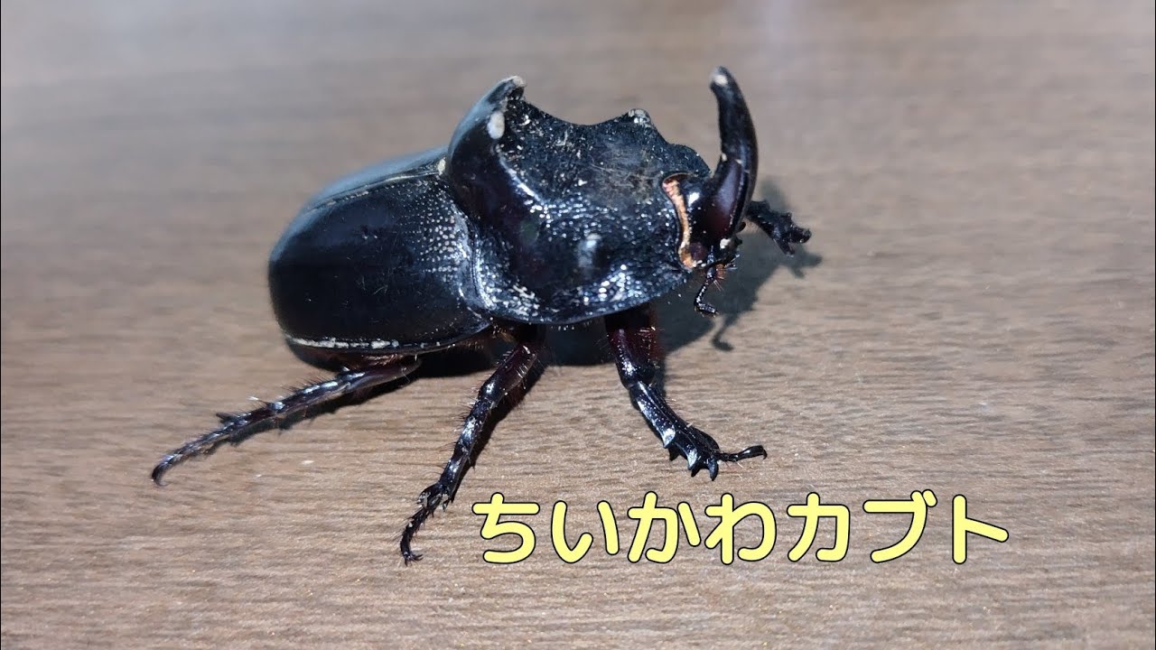 【カブトムシレビュー】モンゴルメンガタカブト #Trichogomphus mongol