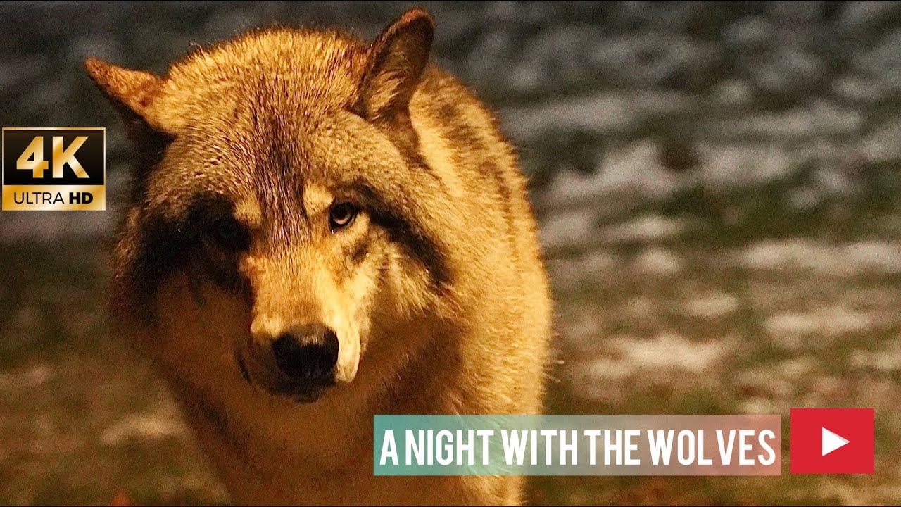 4K Cinematic wolves movie in Parc Omega, Quebec, Canada 🍁