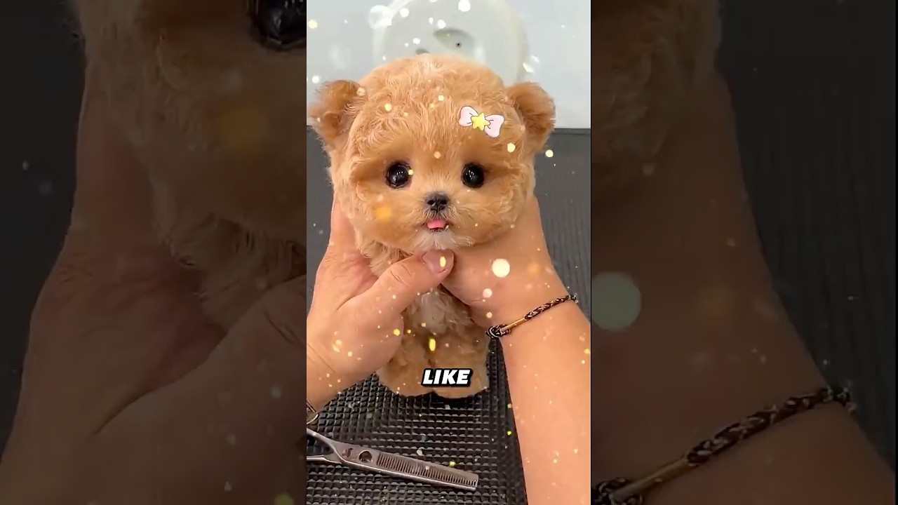 Fluffy Cloud to Teddy Bear: Cutest Puppy Makeover #Wholesome #CuteDog #TeddyBearPuppy #PetGrooming