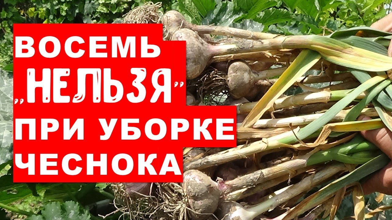 Восемь 