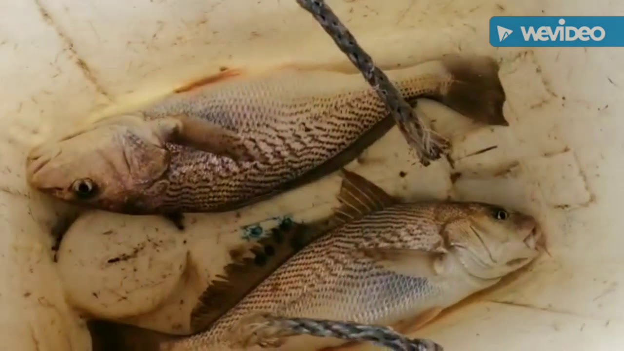Pescaria na boca da barra guia Cristiano Abreu.