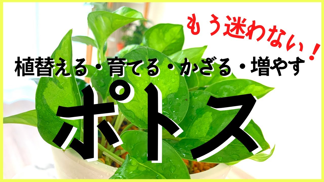 ポトスの植替え方法・増やし方・インテリアグリーンとしての飾り方・・・ポトスの全てを教えます＆オススメ5種類を紹介♪