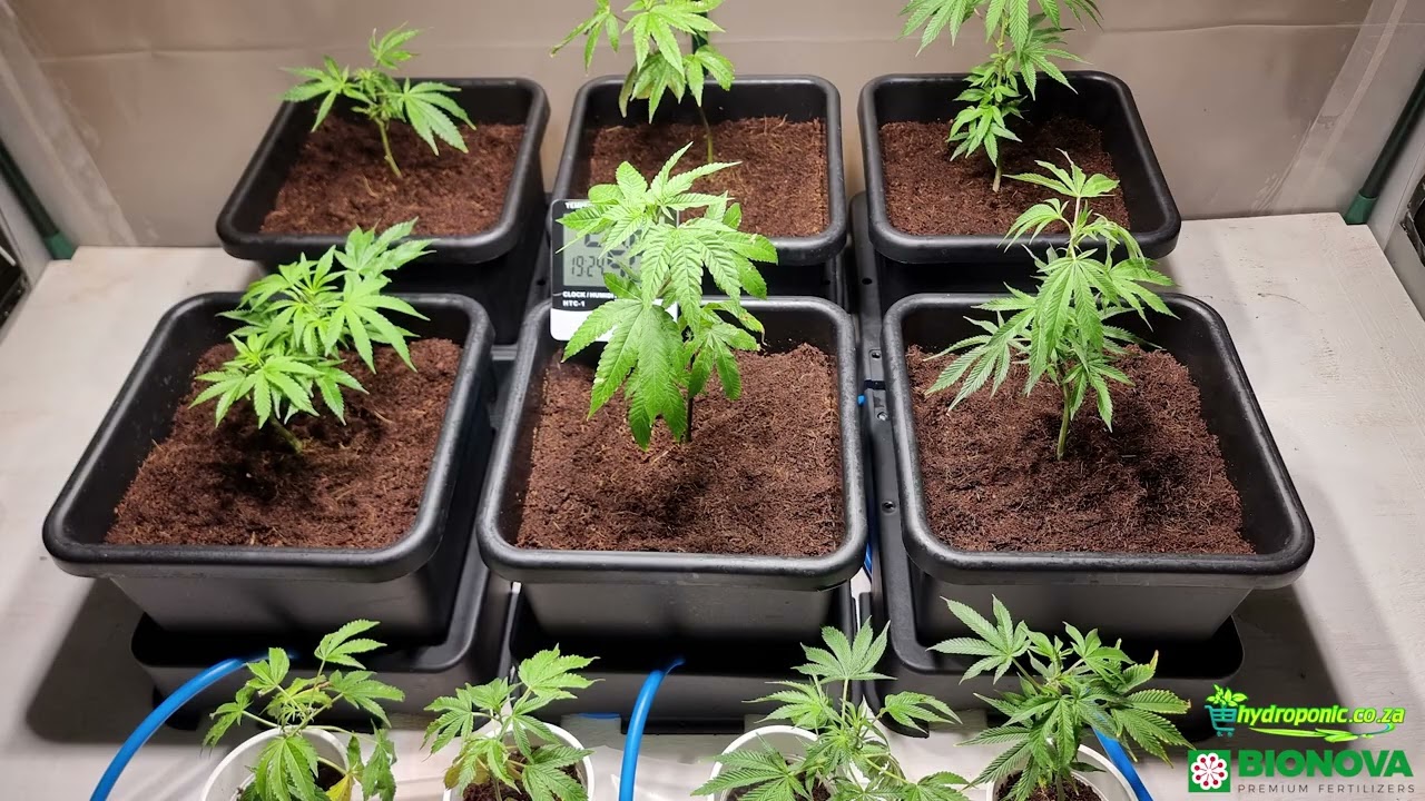 Seed to Harvest Cannabis Grow with BioNova Coco Forte A and B Food-grade Mineral Plant Nutrients