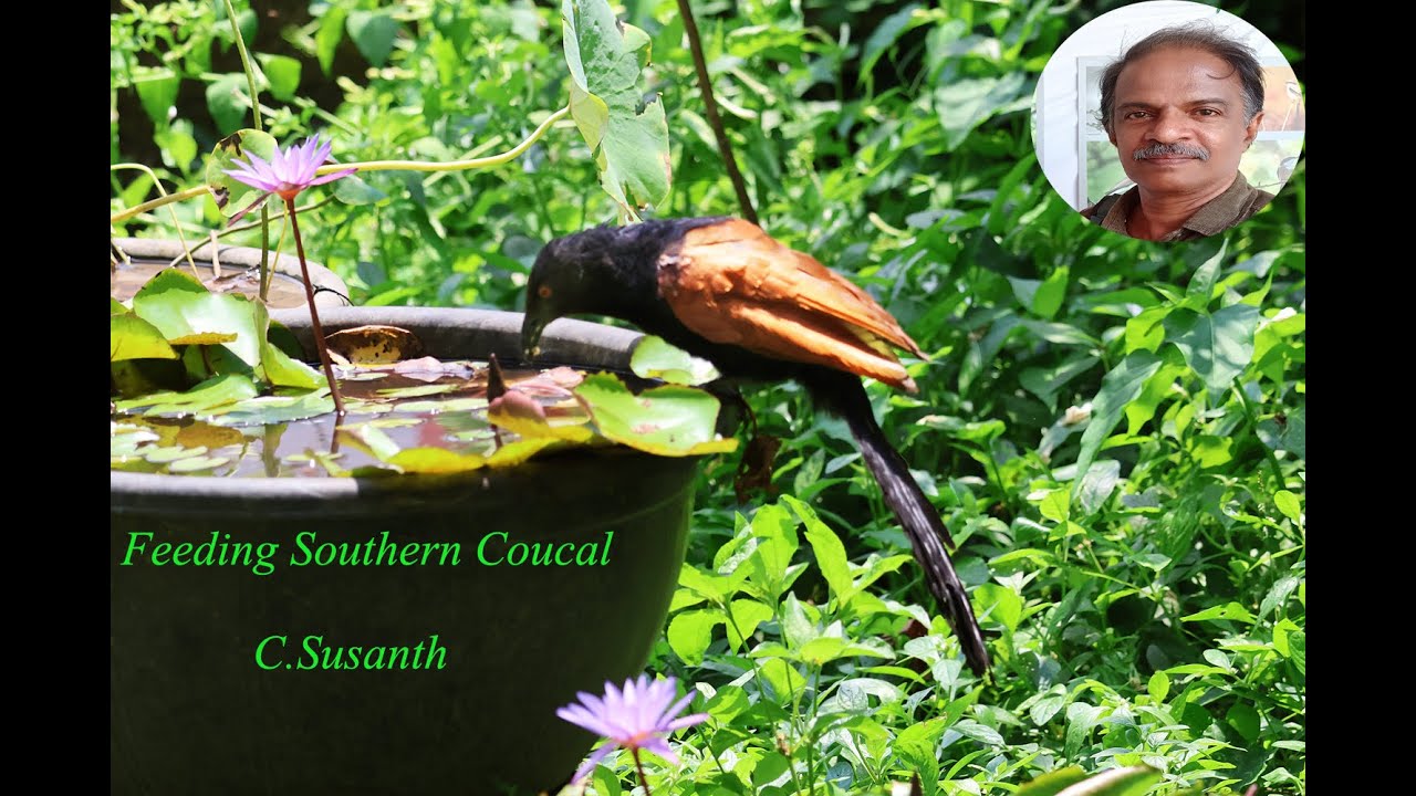 Feeding Southern Coucal