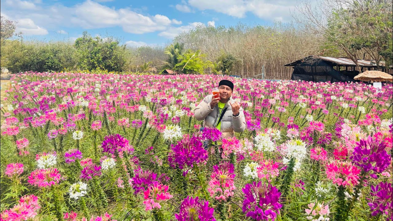 สวนชัยวัฒน์ บ้านแดนสวรรค์ ตำบลอุ่มเม่า ธาตุพนม นครพนม