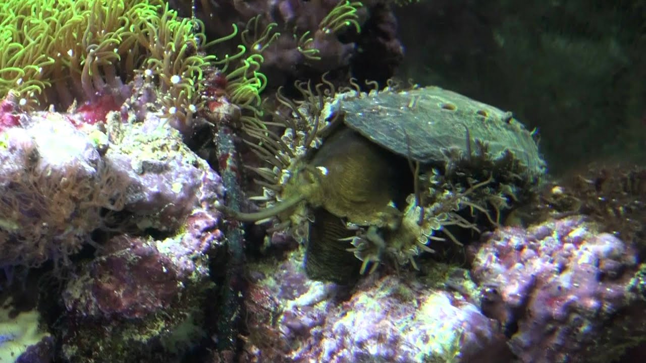 Haliotis asinina abalone in action