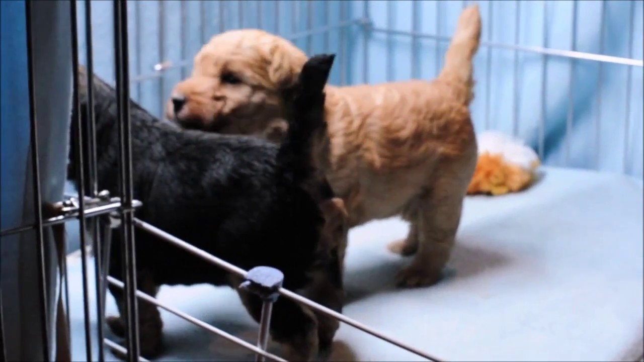 Lakeland Terrier puppies