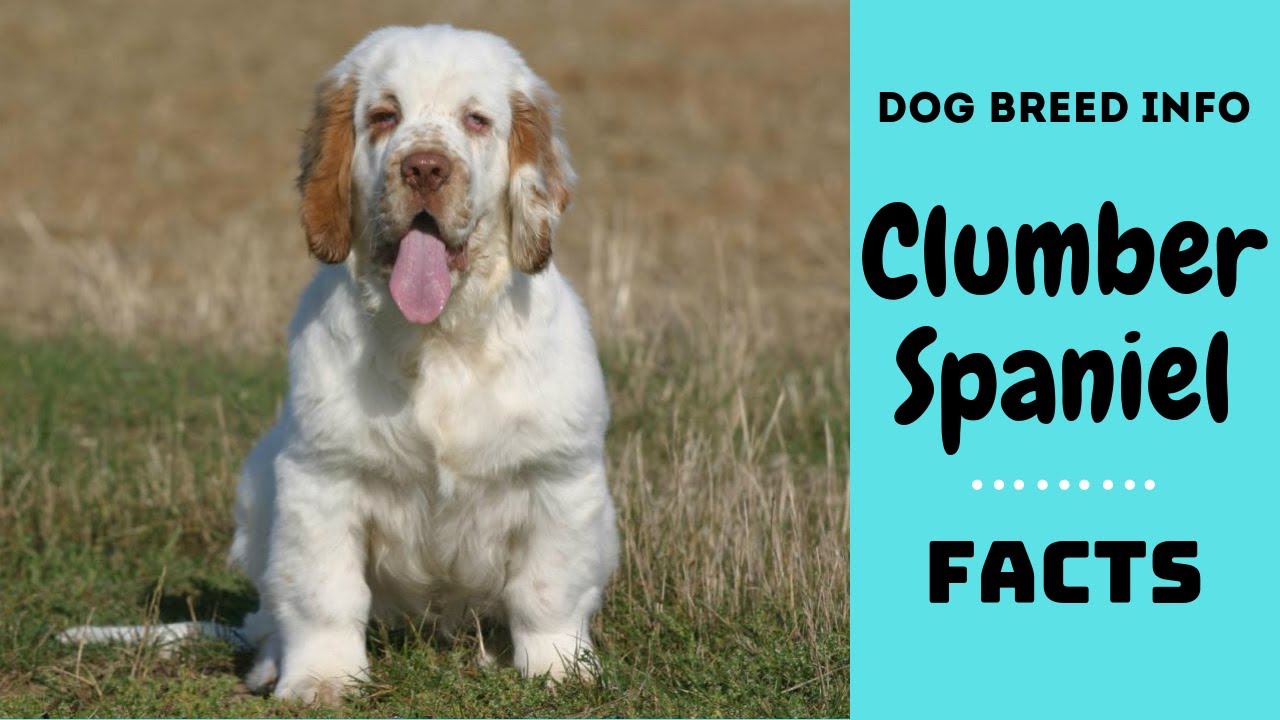 Clumber Spaniel dog breed. All breed characteristics and facts about Clumber Spaniel dogs