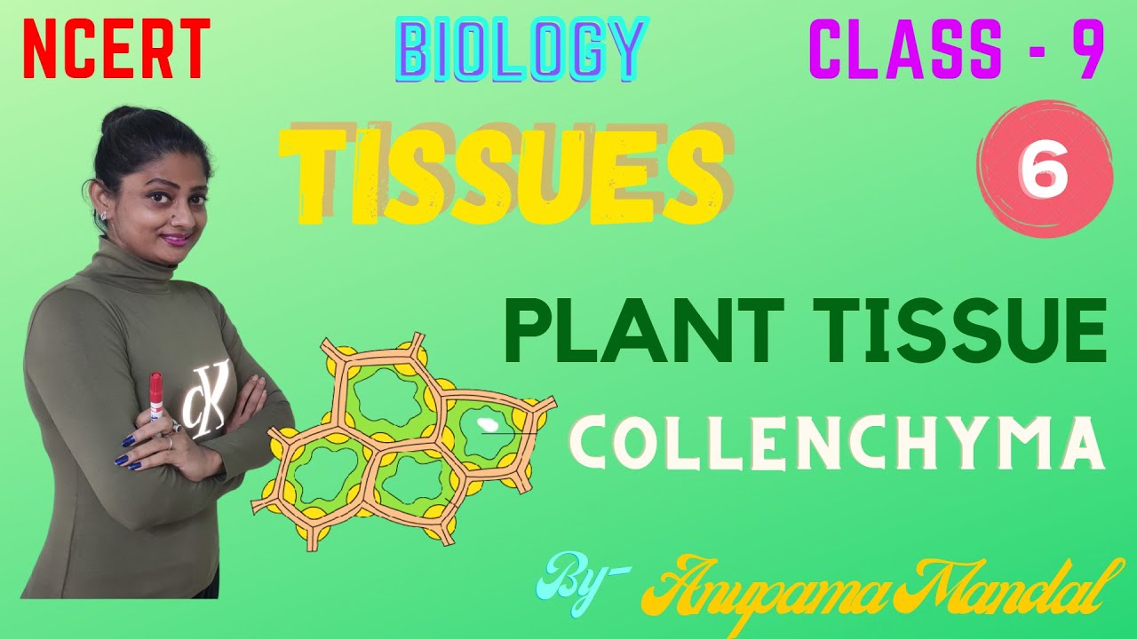 TISSUES | COLLENCHYMA | CLASS - 9 | BIOLOGY | NCERT