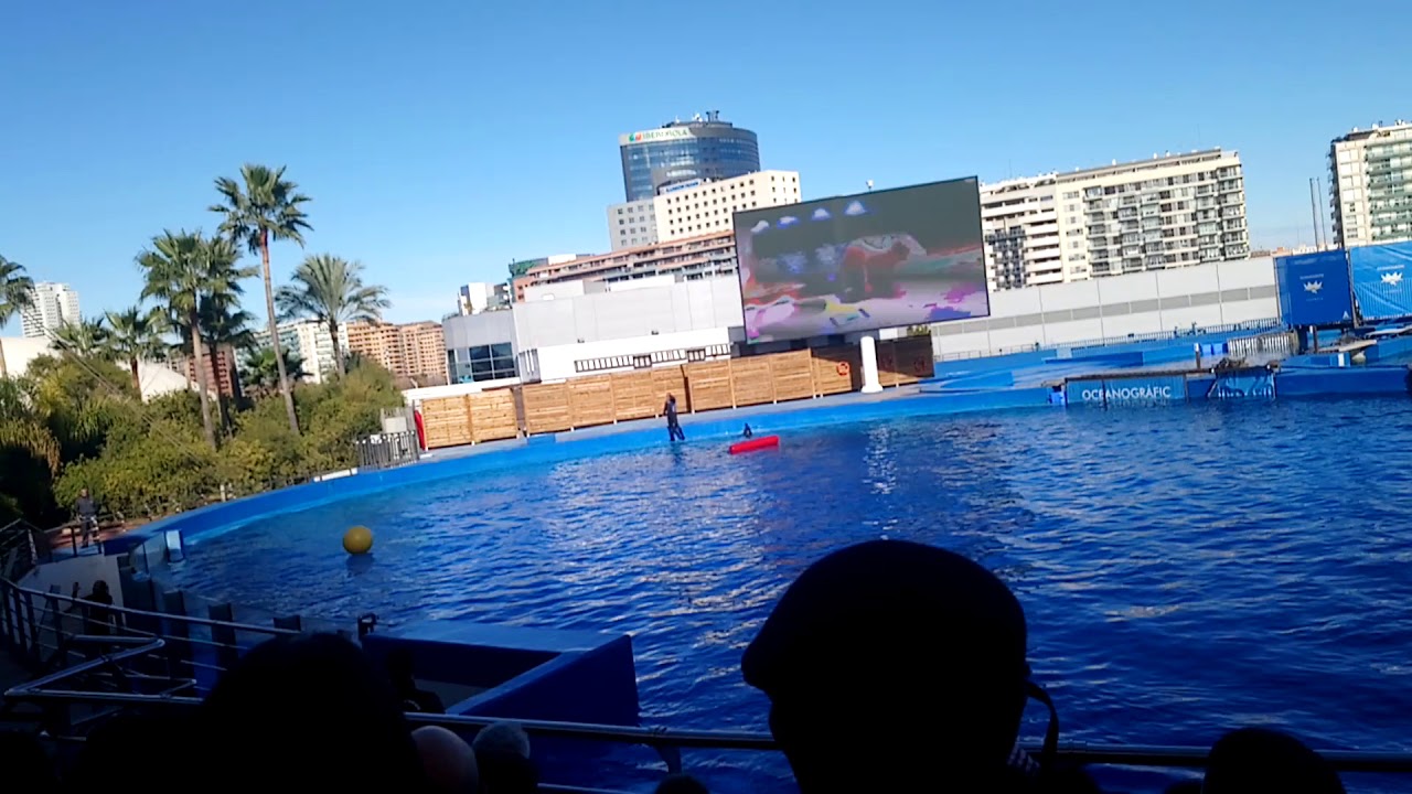 Espectáculo delfines Oceanografic Valencia