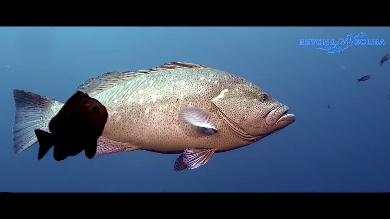 Whiteblotched Grouper (Epinephelus multinotatus)