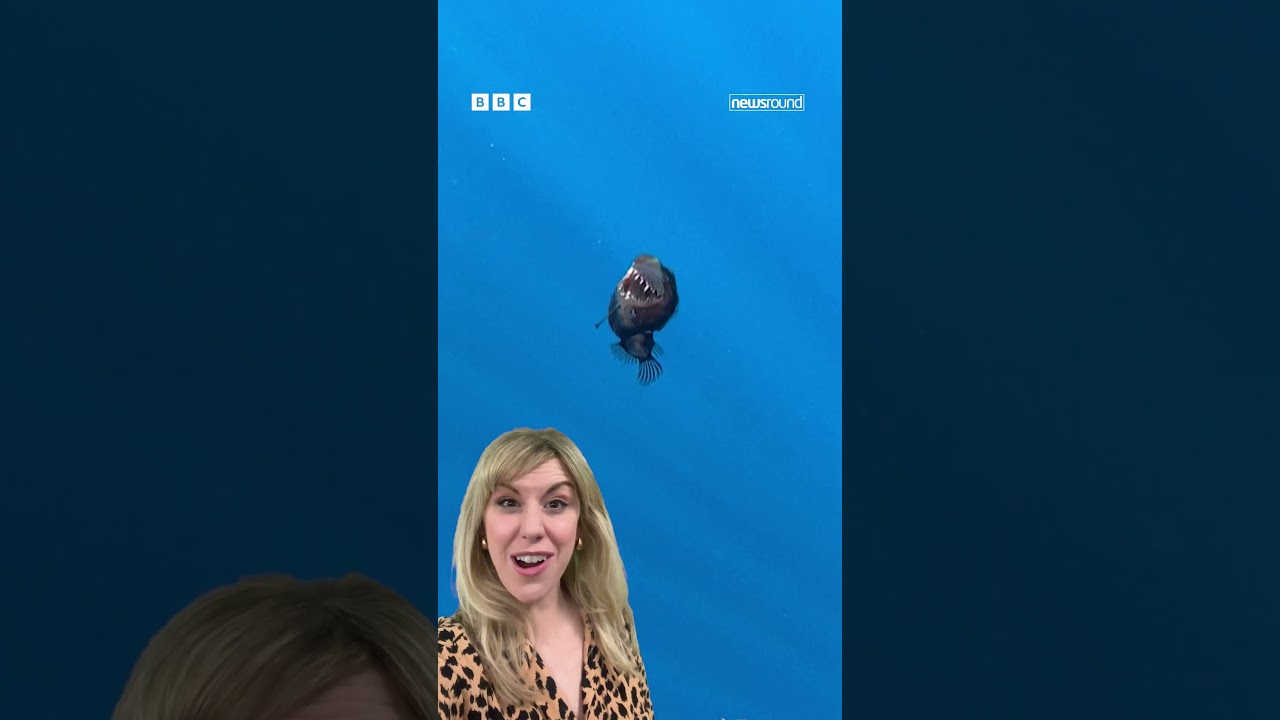 A rare fish spotted in the waters of Tenerife | Newsround