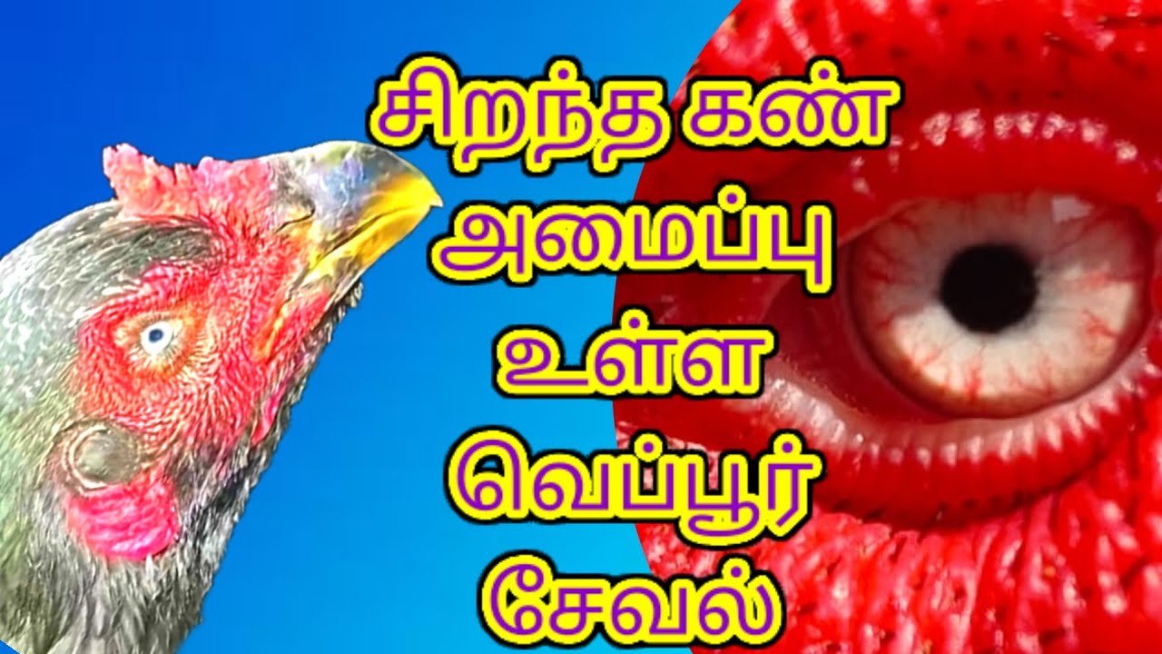 சிறந்த கண் அமைப்புள்ள வெப்பூர் சேவல் கோழிகள்