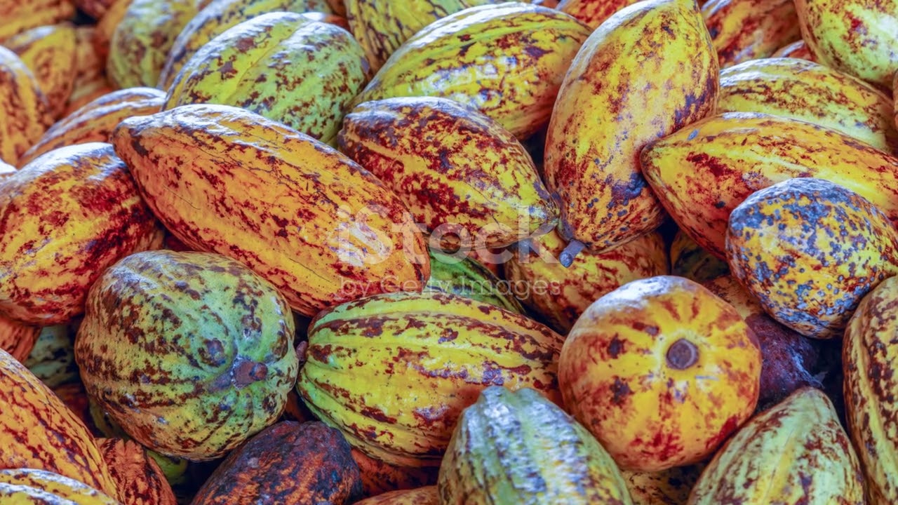 La Ley del Mínimo en el cultivo de cacao 🍫 🌳El factor que limita la producción #agriculturatropical 