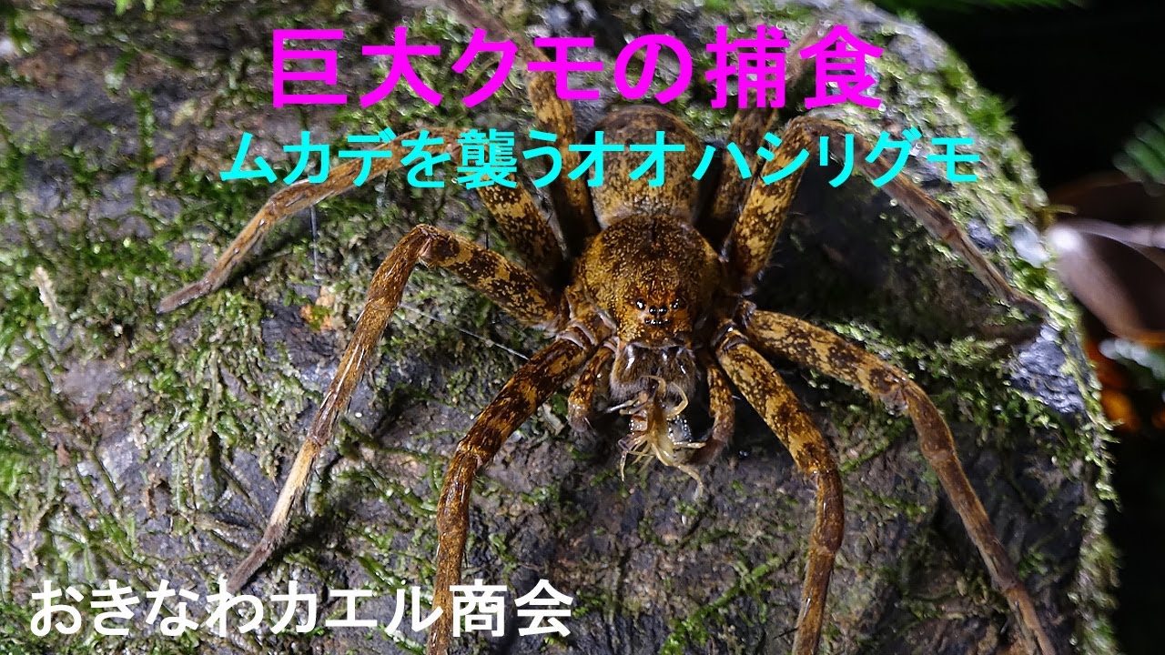 オオハシリグモの捕食 夜のやんばるの森にて