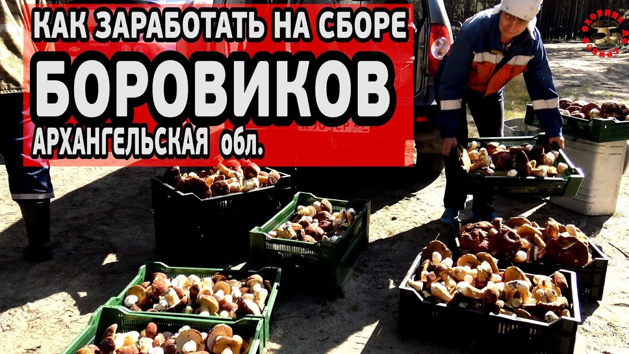 Волна боровиков, Архангельская область, или как заработать на белых грибах