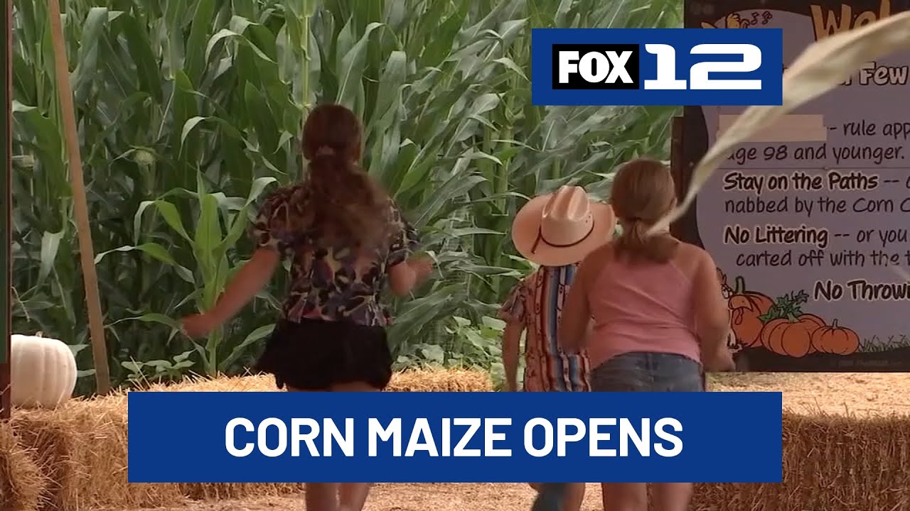 Maize at the Pumpkin Patch on Sauvie Island  opens with ‘Cornlandia’ theme