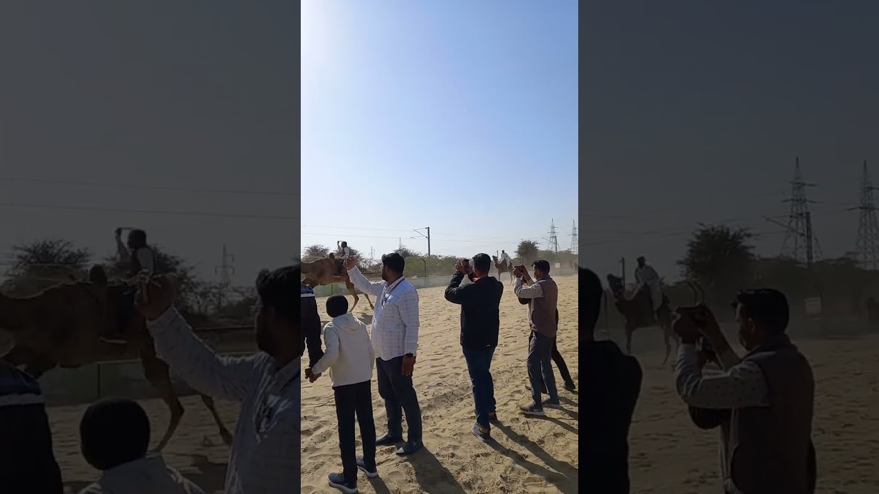 international camel festival 2023 |Camel race |