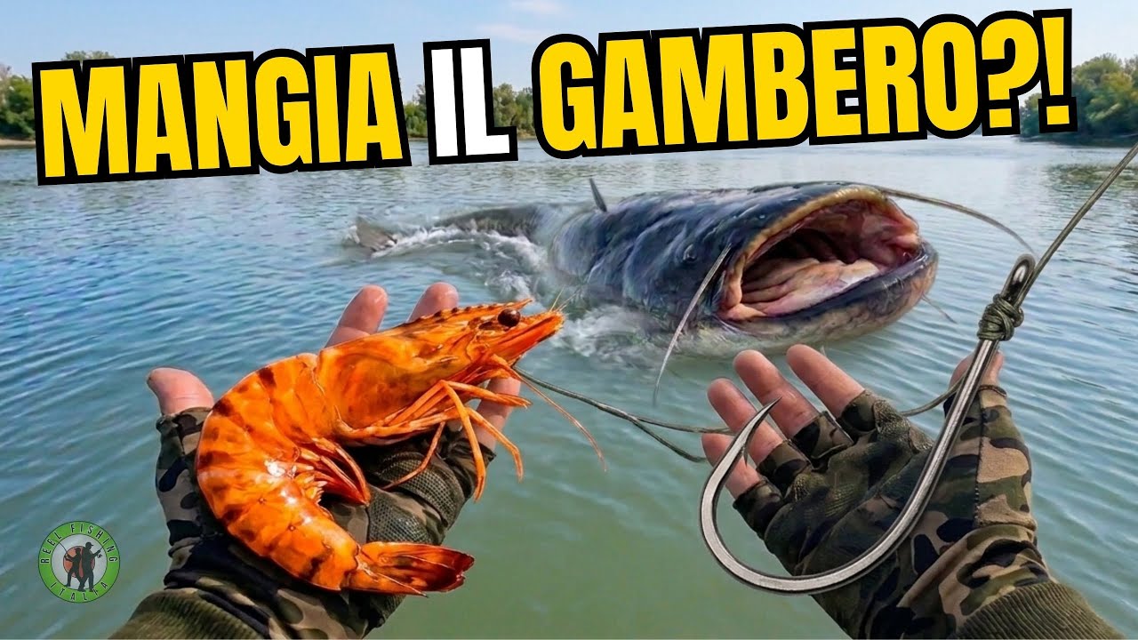Il SILURO MANGERÀ QUESTO GAMBERO?! | Esche strane per il siluro