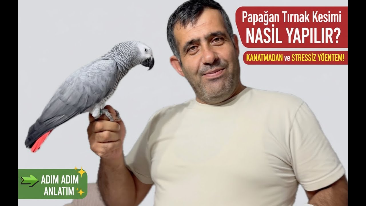 Papağan Tırnak Kesimi Nasıl Yapılır? | KANATmadan, Güvenli Teknikler (Acil Durum Müdahalesi)