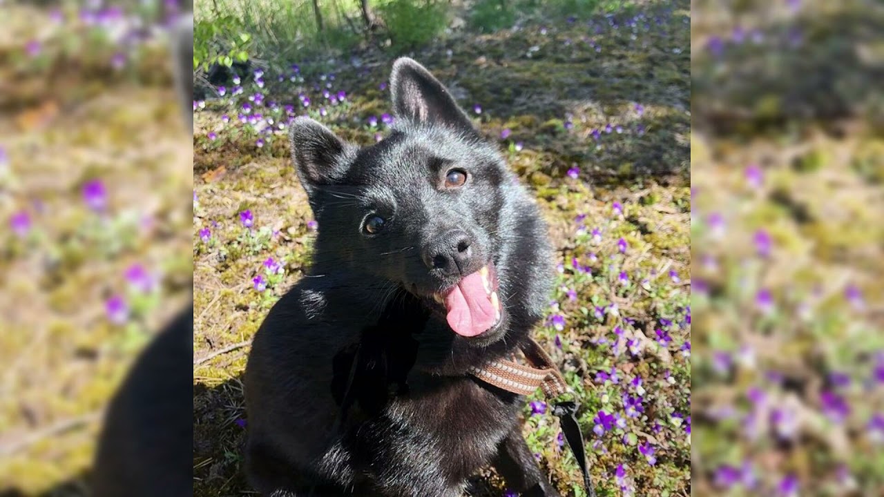 Schipperke. Pro e Contro, Prezzo, Come scegliere, Fatti, Cura, Storia