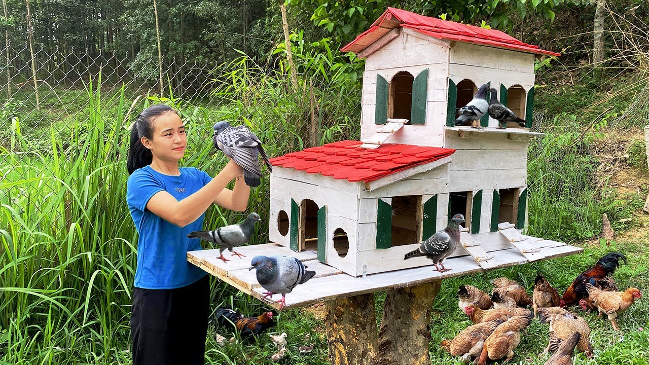 How to make a two-story Pigeon Coop - Mother Pigeon giving birth, new home protecting baby birds