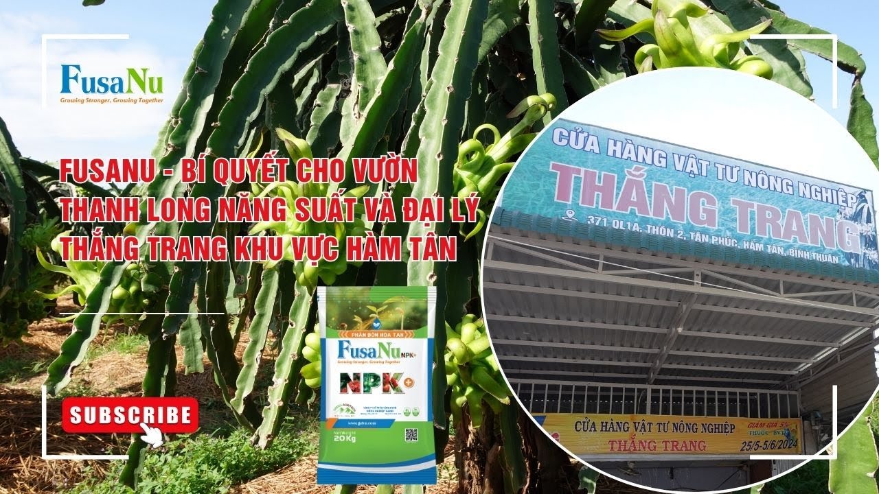 FusaNu - Bí quyết cho vườn thanh long năng suất và Đại lý Thắng Trang khu vực Hàm Tân | FusaNu