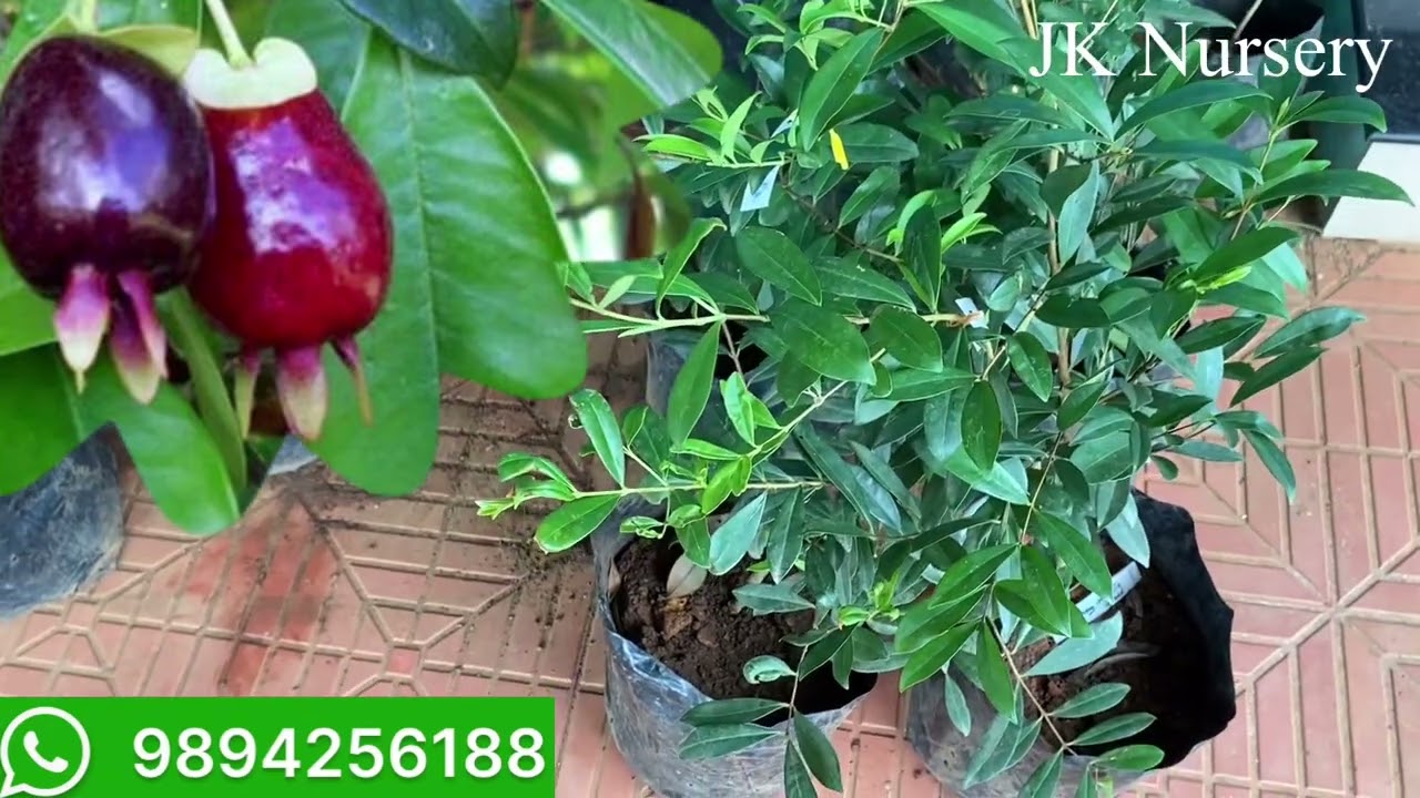 Cherry of rio grande from Amazon forest | Exotic fruit Plants Sales; JK Nursery Nagercoil 9894256188