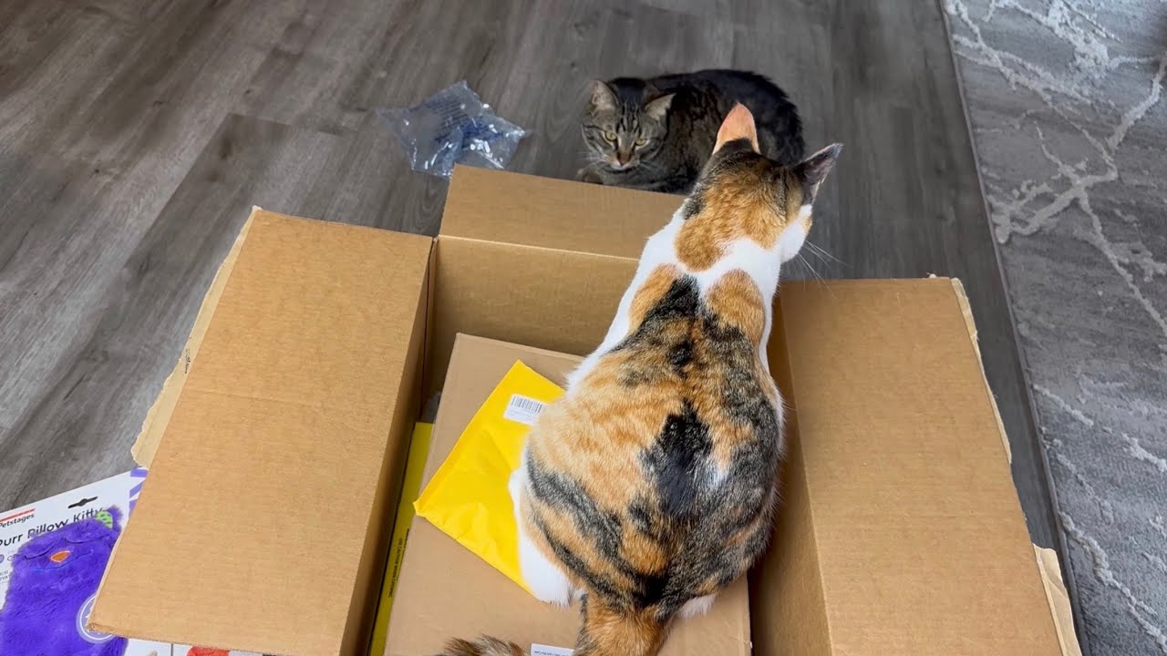 MARCH & APRIL AMAZON CAT HAUL || Lobster, Treats & Flapping Duck? - Amazon Must Haves + Links