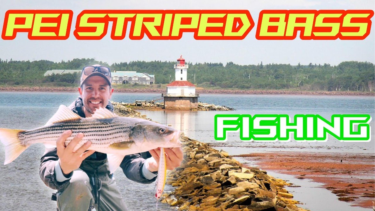 These BIG Swimbaits and PLUGS executed! PEI Striped Bass Fishing!