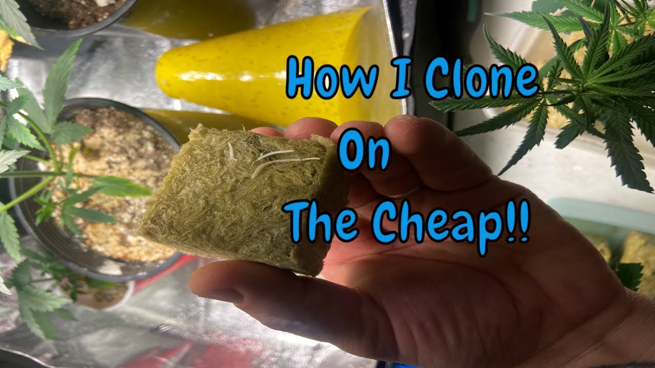 How I Clone Plants Quick Cheap and Easy.