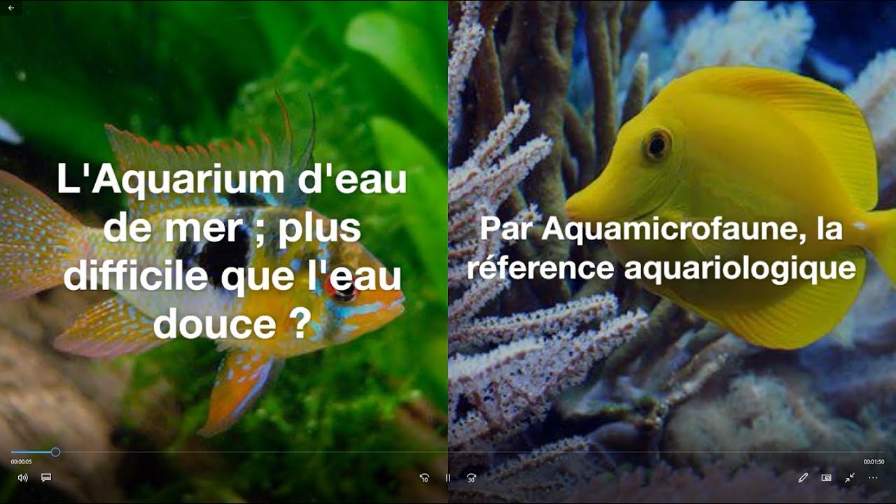 Aquariophilie : L'eau de mer plus difficile que l'eau douce ?