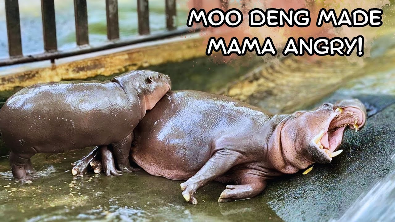 MAD MOMMY Moments with Moo Deng! #moodeng #หมูเด้ง