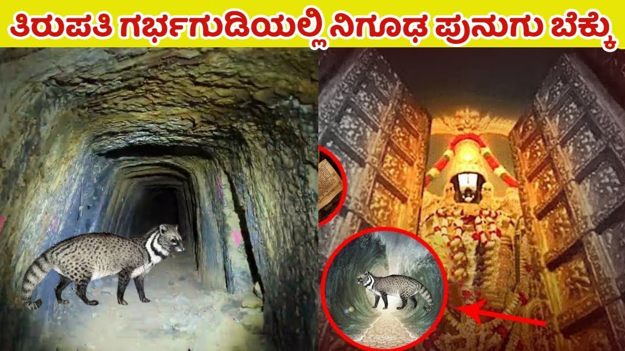ತಿರುಪತಿ ದೇವಸ್ಥಾನದಲ್ಲಿ ಪ್ರತ್ಯಕ್ಷವಾಯಿತು ಪುನುಗು ಬೆಕ್ಕು | ನೋಡಿ ಬೆಚ್ಚಿಬಿದ್ದ ಅರ್ಚಕರು Tirupati | Punugu Cat