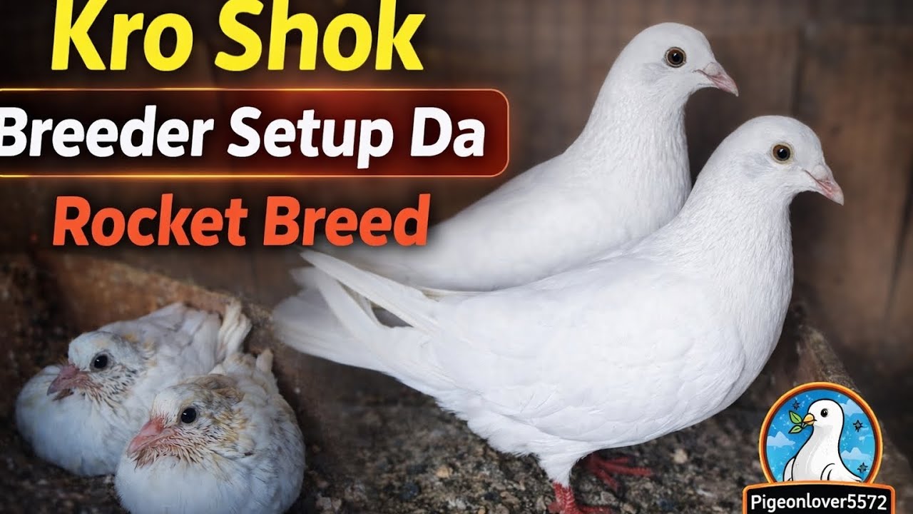 Kro Shok Breeder Setup Da | Rocket Breed Pigeons Full Setup | White Kabootar Breeding