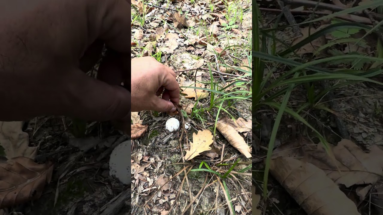 Sezar Mantarı (Amanita caesarea) #nature #food #kamp