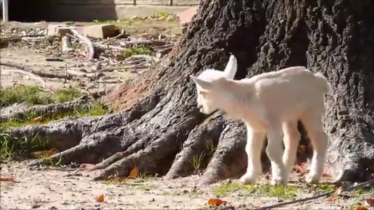 Newborn Goat Kid Explores the World