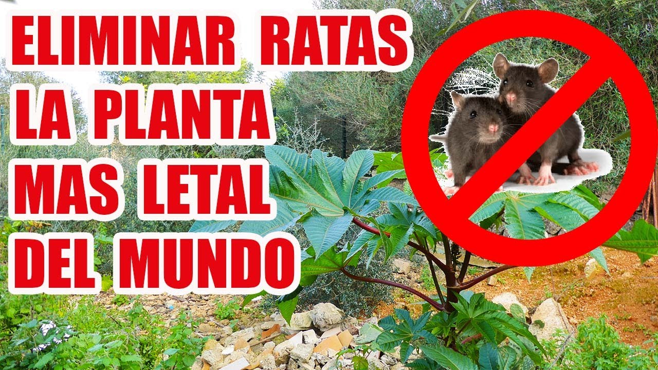 COMO ELIMINAR RATAS // RICINO