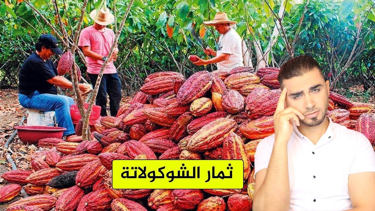هل الشوكولاتة فيها حشرات😱مصانع الشوكولاتة تكشف الحقيقة 👉أشجارالشوكولاتة حصاد ومعالجة!